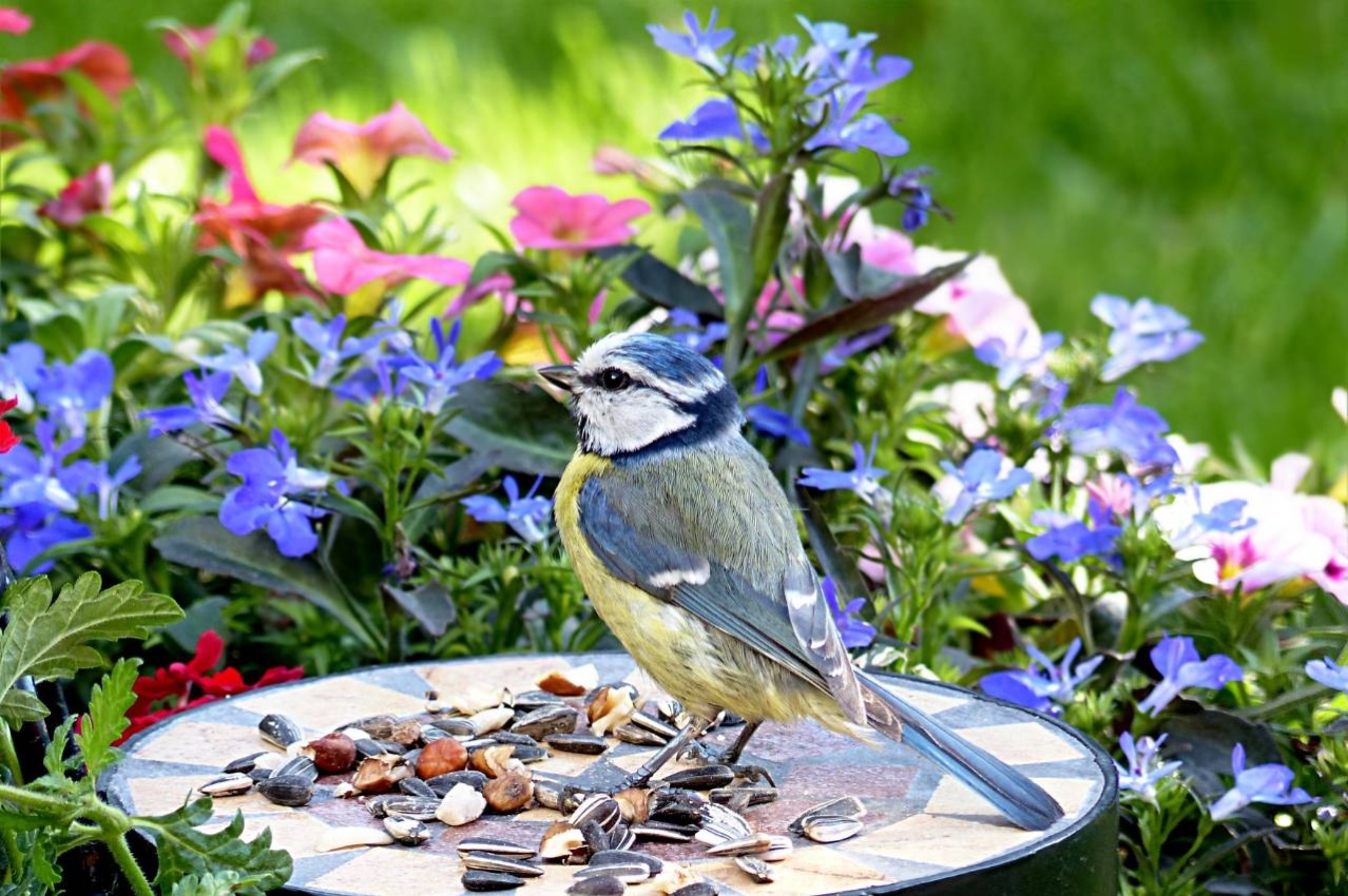 The Beginners Guide to Feeding Garden Birds